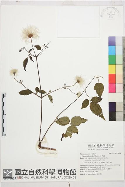 小木通藏品圖，第1張