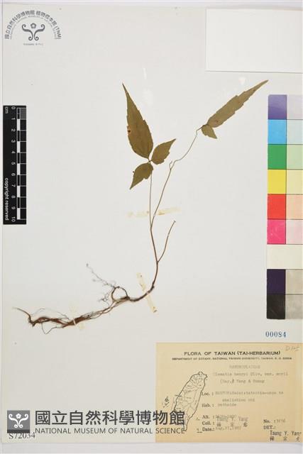 森氏鐵線蓮藏品圖，第2張