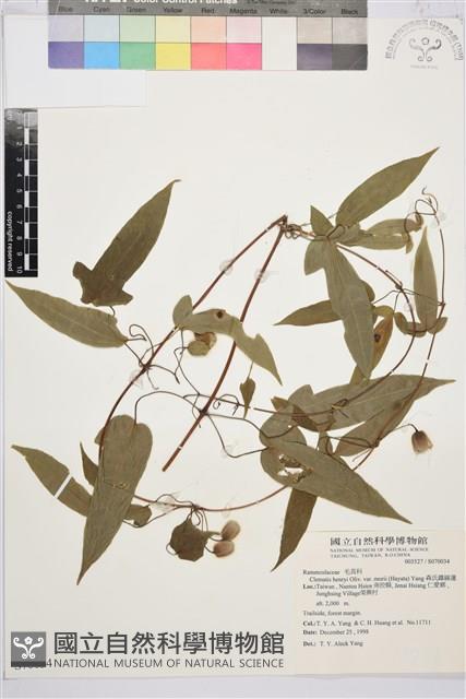 Accession Number:S070034 Collection Image, Figure 2, Total 2 Figures