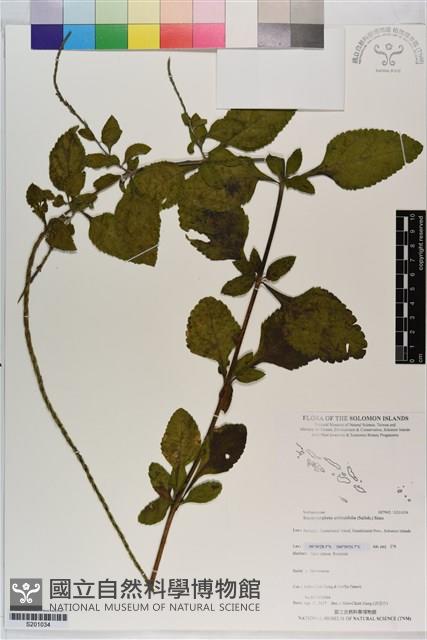 長穗木藏品圖，第1張