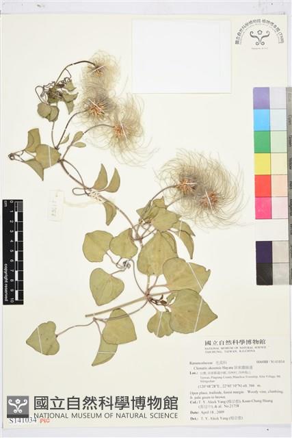 屏東鐵線蓮藏品圖，第1張