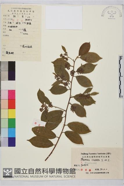 鈍齒鼠李藏品圖，第1張