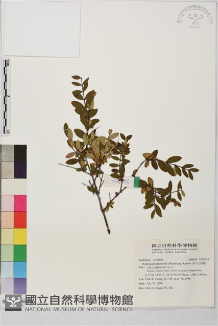 清水金絲桃藏品圖，第1張