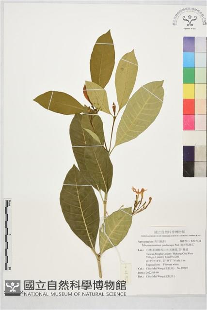 南洋馬蹄花藏品圖，第1張