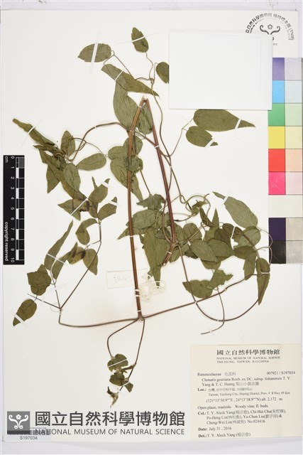 梨山小蓑衣藤藏品圖，第1張