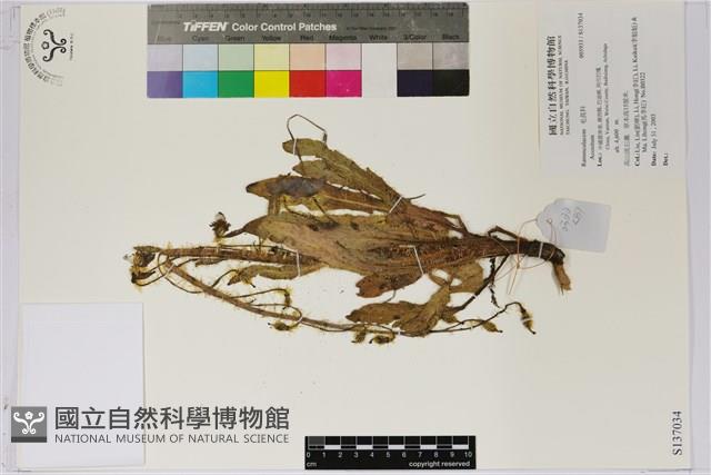 登錄號:S137034藏品圖，第1張