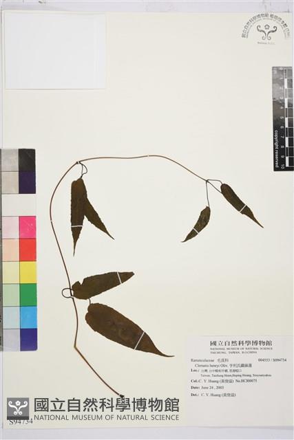 亨利氏鐵線蓮藏品圖，第1張