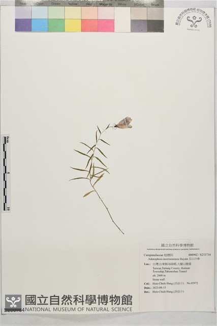玉山沙參藏品圖，第1張