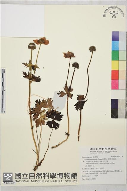 雲南金蓮花藏品圖，第1張