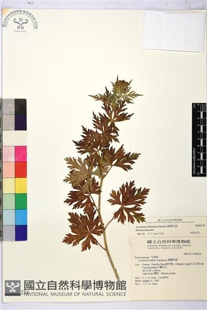 臺灣烏頭藏品圖，第1張