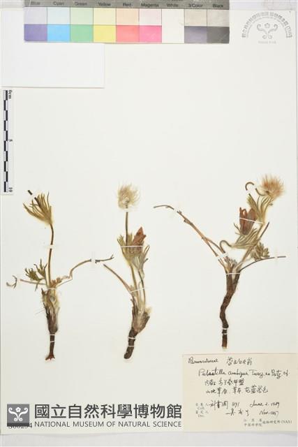 蒙古白頭翁藏品圖，第1張