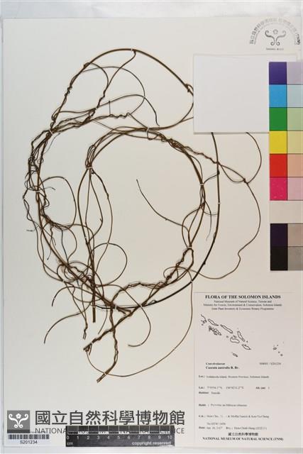 菟絲子藏品圖，第1張