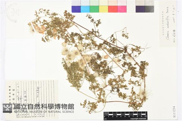 芹葉鐵線蓮藏品圖，第1張