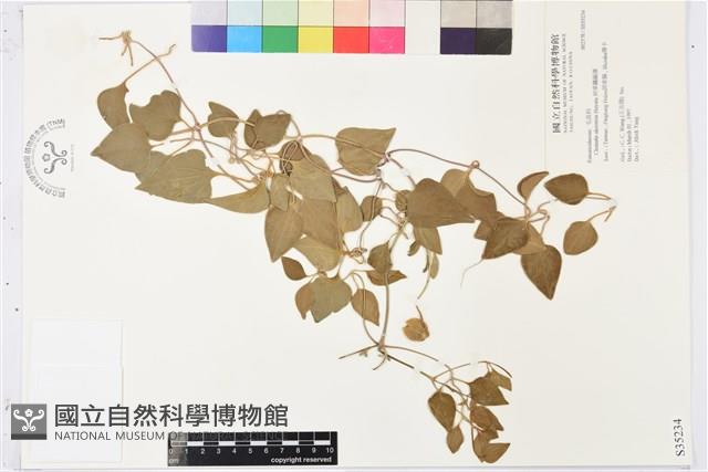 屏東鐵線蓮藏品圖，第1張