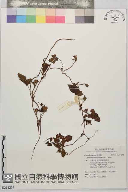 登錄號:S234234藏品圖，第1張