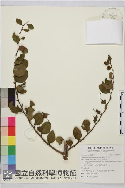 馬甲子藏品圖，第2張