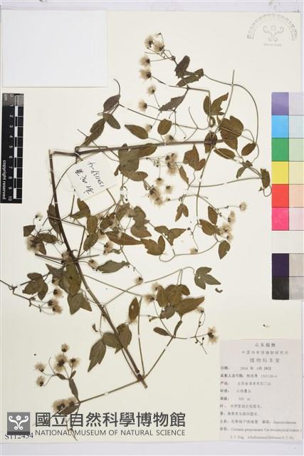 登錄號:S112434藏品圖，第1張