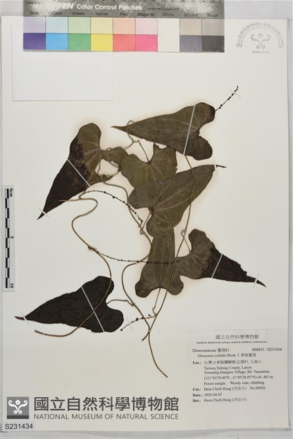 華南薯蕷藏品圖，第1張