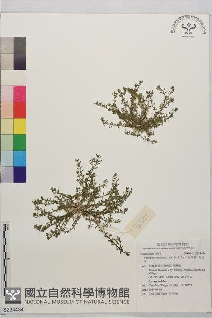 石胡荽、吐金草藏品圖，第1張
