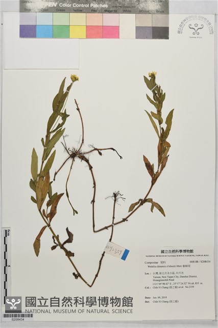 蟛蜞菊藏品圖，第1張