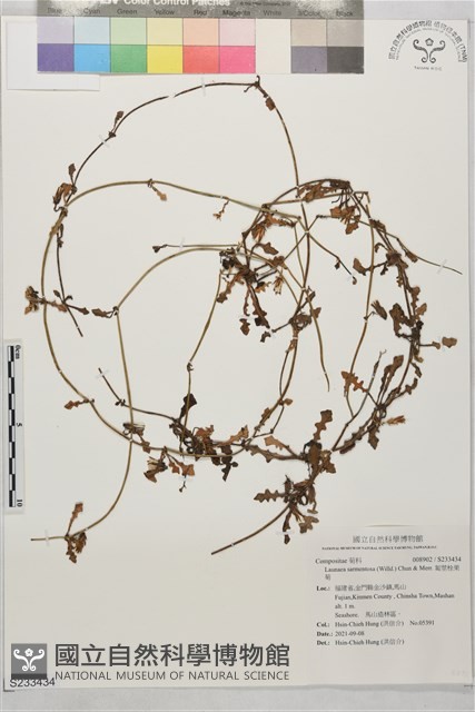 匐莖栓果菊藏品圖，第1張
