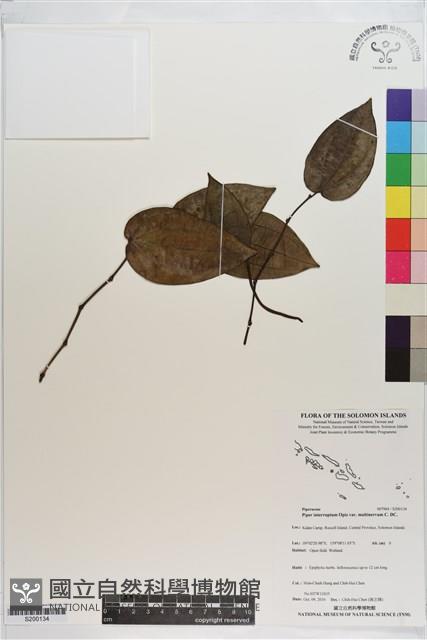 多脈風藤藏品圖，第1張