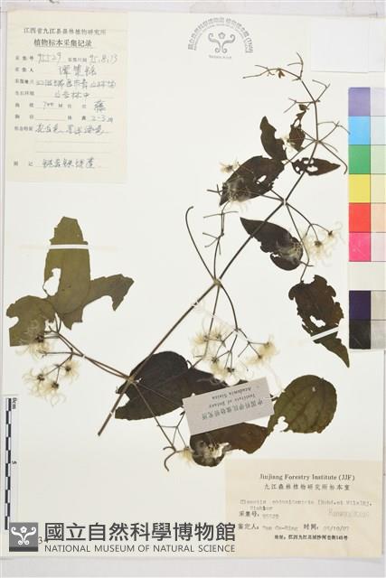 鈍齒鐵線蓮藏品圖，第1張