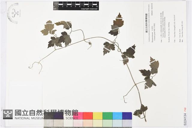串鼻龍藏品圖，第1張