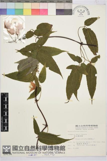 森氏鐵線蓮藏品圖，第2張