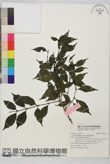 琉球雞屎樹藏品圖，第1張