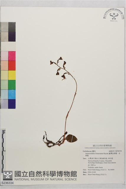 臺灣金線蓮、金線蓮藏品圖，第1張