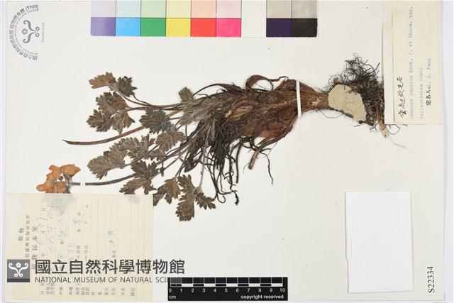 密毛銀蓮花藏品圖，第1張