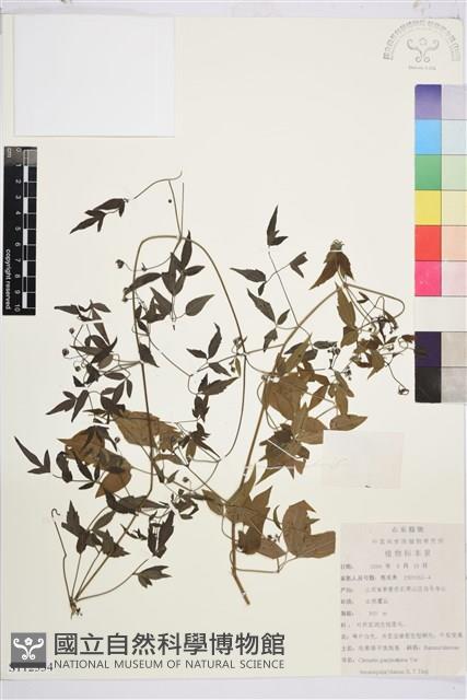 登錄號:S112334藏品圖，第1張