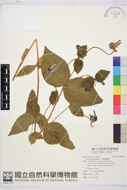 全緣鐵線蓮藏品圖，第1張