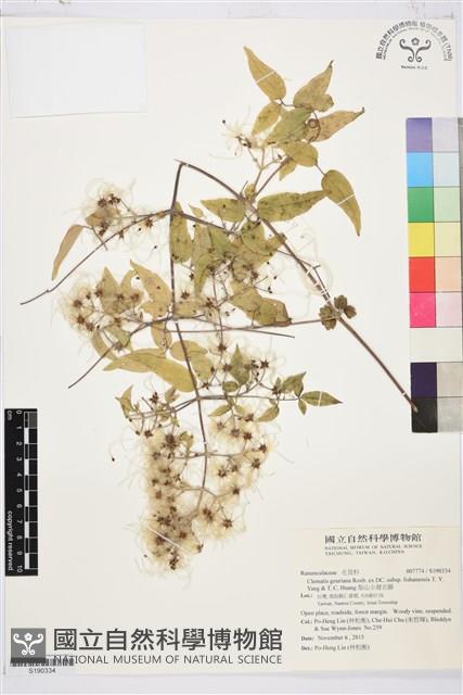 梨山小蓑衣藤藏品圖，第1張