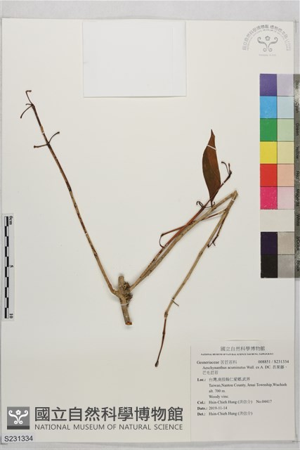長果藤、芒毛苣苔藏品圖，第1張