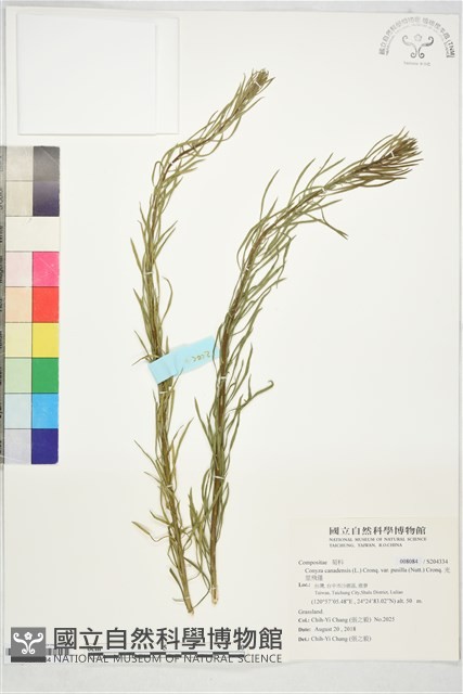 光莖飛蓬藏品圖，第1張