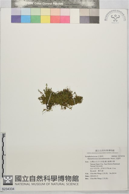 水晶草藏品圖，第1張