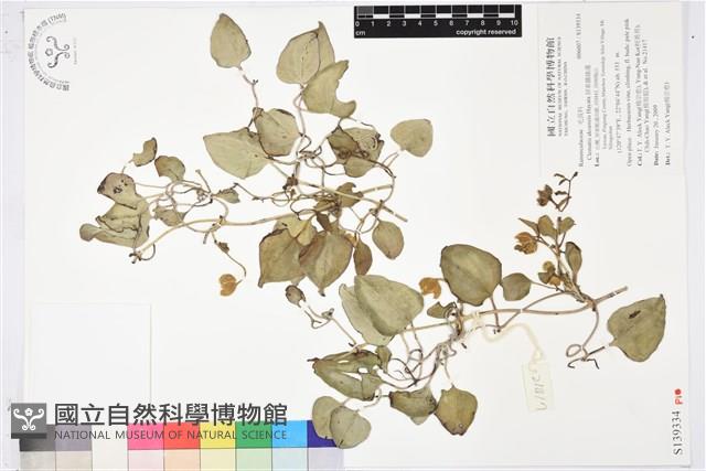 Accession Number:S139334 Collection Image