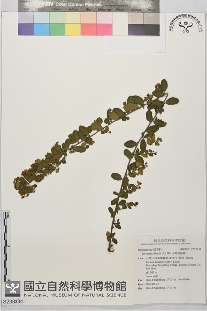 小葉黃鱔藤藏品圖，第1張