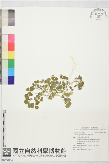 天藍苜蓿藏品圖，第1張