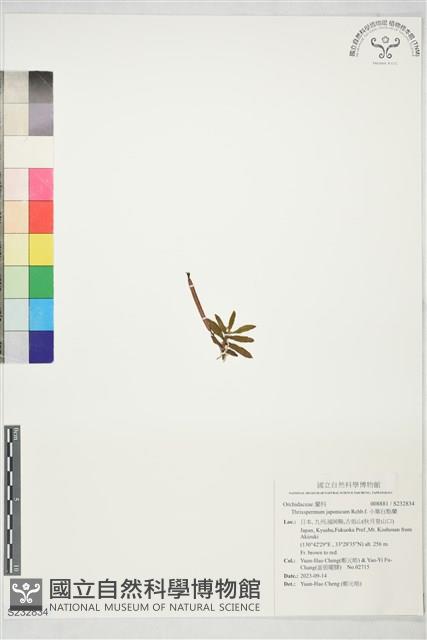 小葉白點蘭藏品圖，第1張