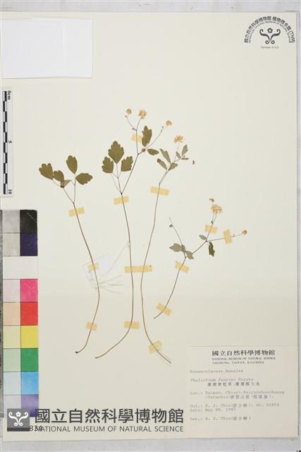 臺灣唐松草、臺灣鐵大烏藏品圖，第1張