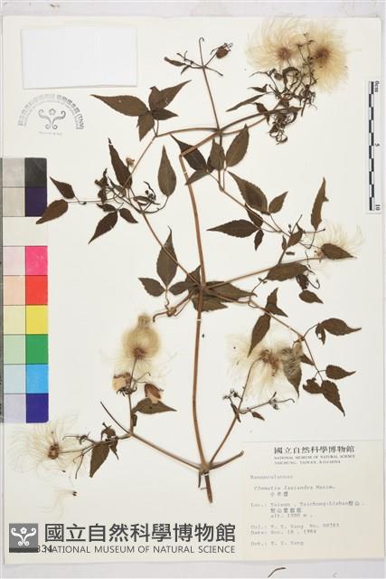 小木通藏品圖，第2張