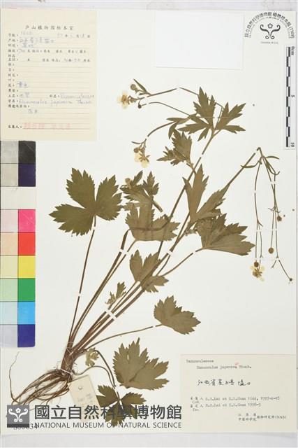 毛茛藏品圖，第1張