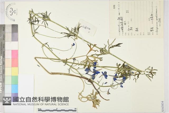 大花飛燕草藏品圖，第1張