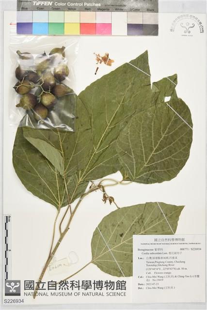 橙花破布子藏品圖，第1張