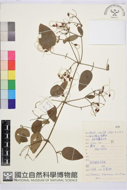 山木通藏品圖，第1張