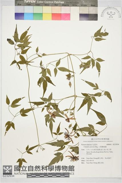 小葉鐵線蓮藏品圖，第1張