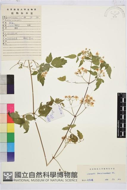 短尾鐵線蓮藏品圖，第1張